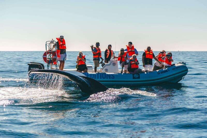 Cabo San Lucas: Up-Close Whale Watching Small-Group Tour - Why A Small Zodiac Changes The Whale-Watching Experience
