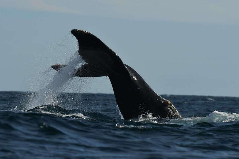 Cabo San Lucas: Up-Close Whale Watching Small-Group Tour - Searching The Pacific Ocean And Sea Of Cortez