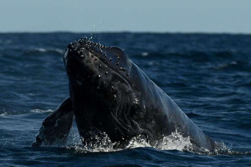 Cabo San Lucas: Up-Close Whale Watching Small-Group Tour - Understanding Breaches, Spy-Hops, And Tail Slaps