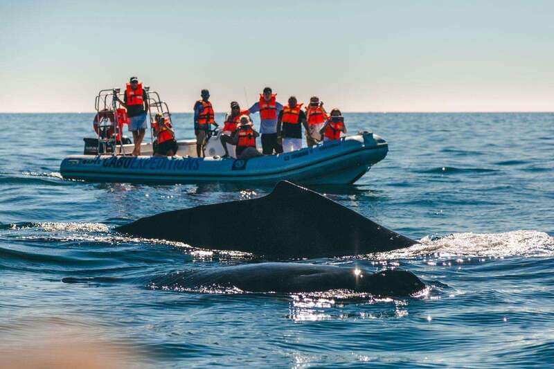 Cabo San Lucas: Up-Close Whale Watching Small-Group Tour - Getting Close Without Crowding The Animals