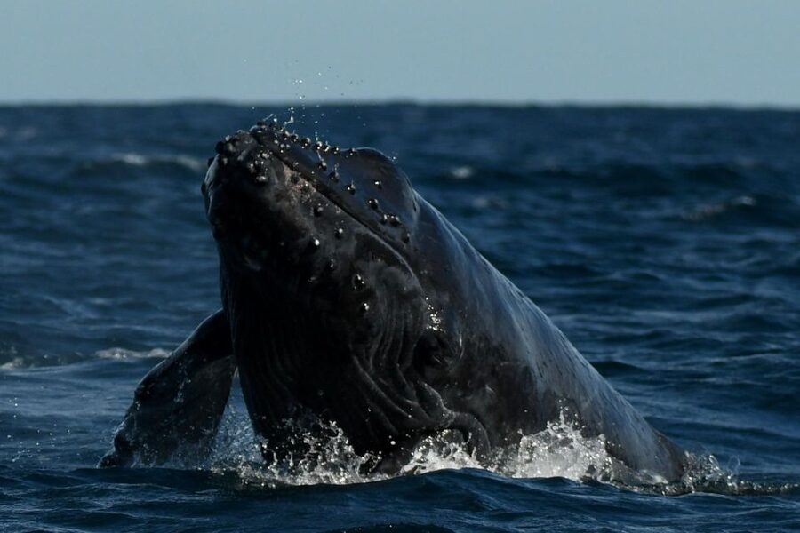 Cabo San Lucas: Up-Close Whale Watching Small-Group Tour - Returning To The Marina
