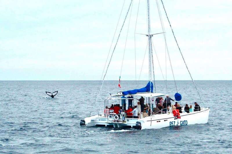 Cabo San Lucas: Whale Watching Catamaran Experience - Sailing past the Arch and Land’s End