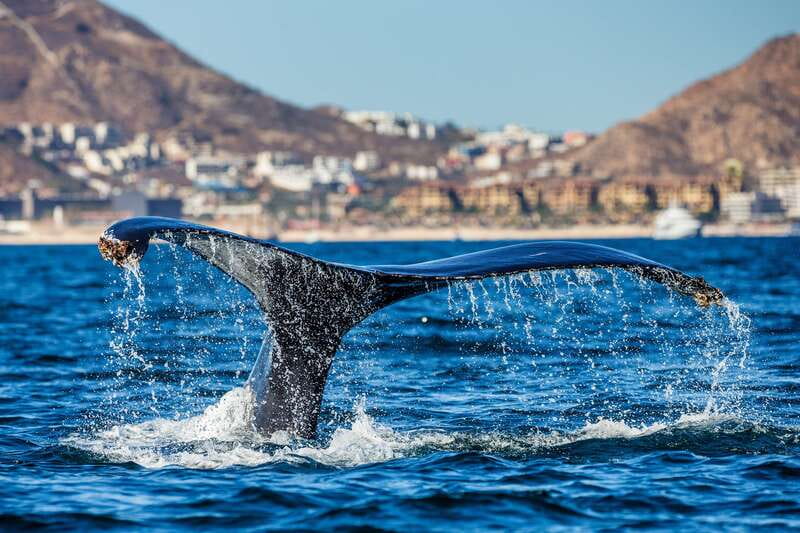 Cabo San Lucas: Whale Watching Catamaran Experience - Breakfast, lunch, coffee, and the open bar
