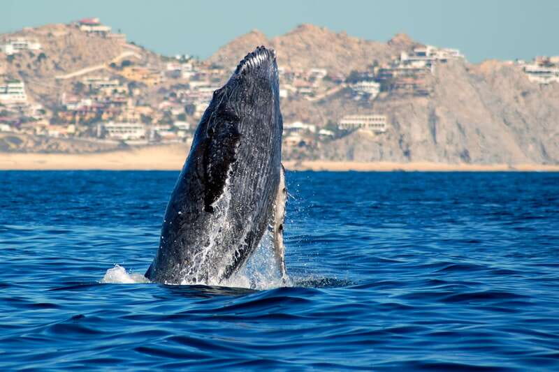 Cabo San Lucas: Whale Watching Catamaran Experience - Getting from your hotel to the marina
