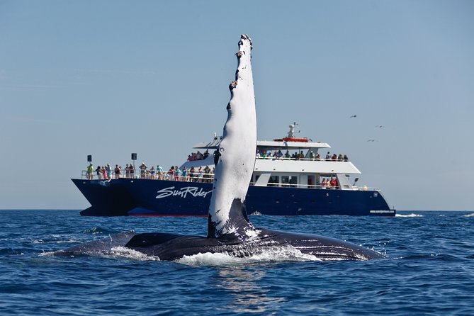 Cabo San Lucas Whale Watching Lunch Cruise - The welcome drink and El Arco photo stop
