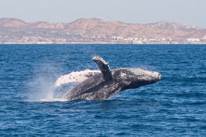 Cabo San Lucas Whale Watching Lunch Cruise - Open bar, music, and the return to the marina