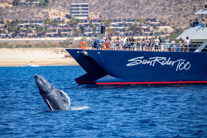 Cabo San Lucas Whale Watching Lunch Cruise - Service and the overall feel onboard