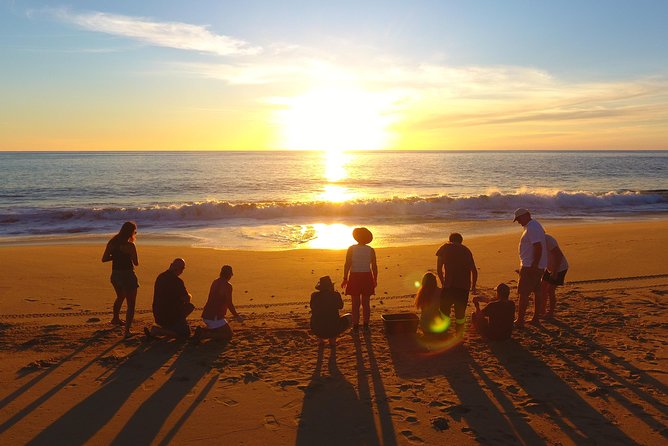 Cabo Turtle Release - Key things to know before you book