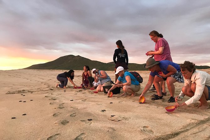 Cabo Turtle Release - What the $109 price includes