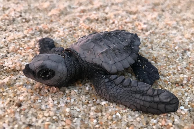 Cabo Turtle Release - Who will enjoy this Cabo activity most