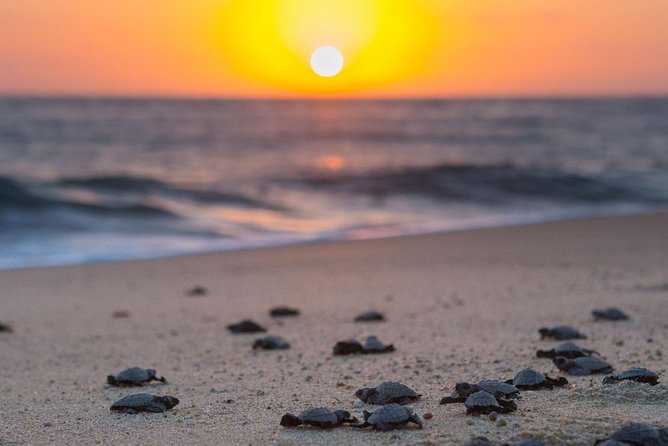Cabo Turtle Release - Practical advice for a smoother evening