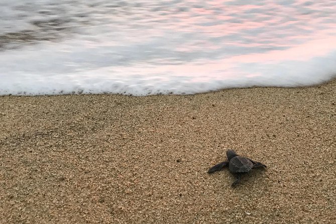 Cabo Turtle Release - The main strengths and limitations
