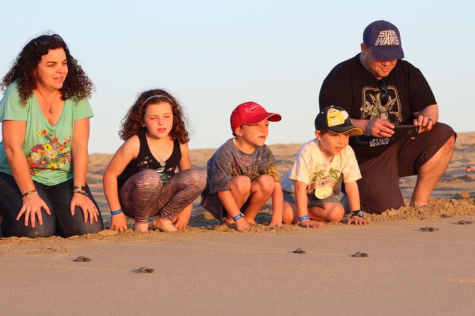 Cabo Turtle Release - Releasing the hatchlings without handling them