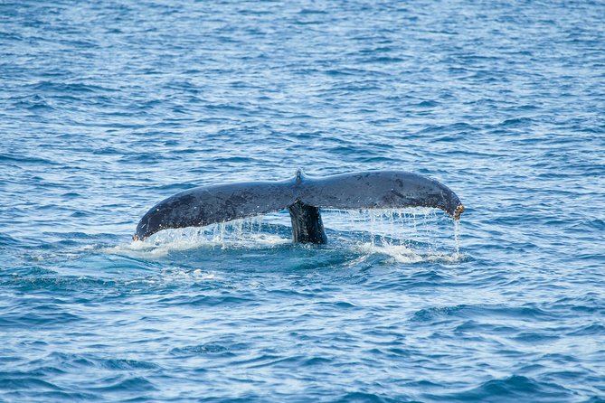 Cabo Whale Watch Three-Level Vessel and Majestic Arch - Passing El Arco, Cabo’s Classic Rock Formation