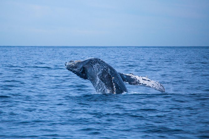 Cabo Whale Watch Three-Level Vessel and Majestic Arch - Breakfast, Open Bar, and DJ Music