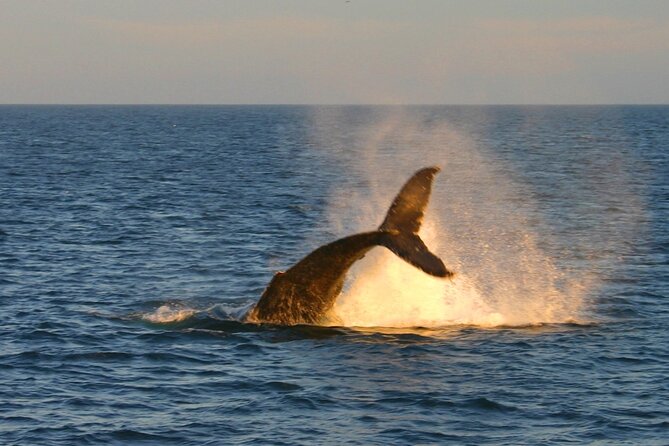 Cabo Whale Watch Three-Level Vessel and Majestic Arch - Is $95 a Fair Price?