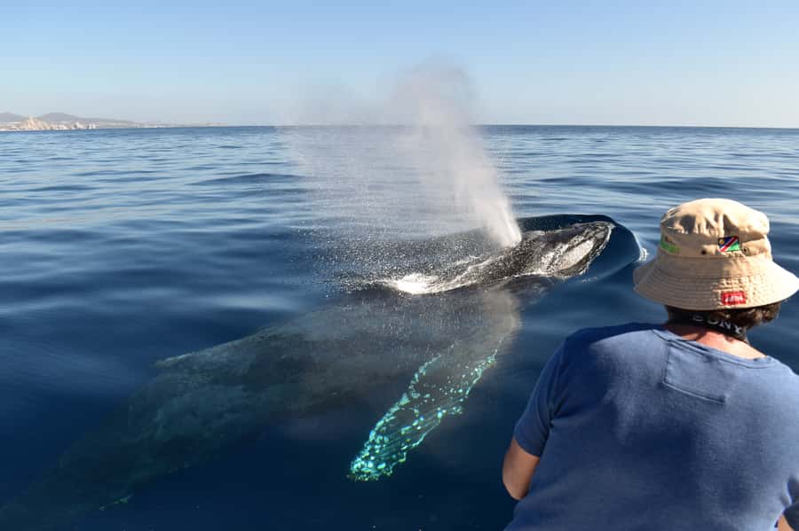 Cabo: Whale-Whatching Boat Trip w/ All-Women Crew and Photos - Key Points Before You Book
