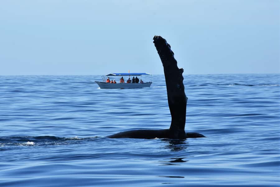 Cabo: Whale-Whatching Boat Trip w/ All-Women Crew and Photos - Respect for the Whales