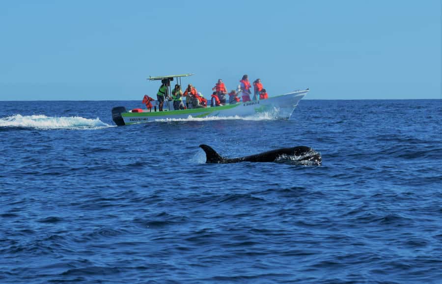 Cabo: Whale-Whatching Boat Trip w/ All-Women Crew and Photos - A Short Cabo Cruise With More Purpose