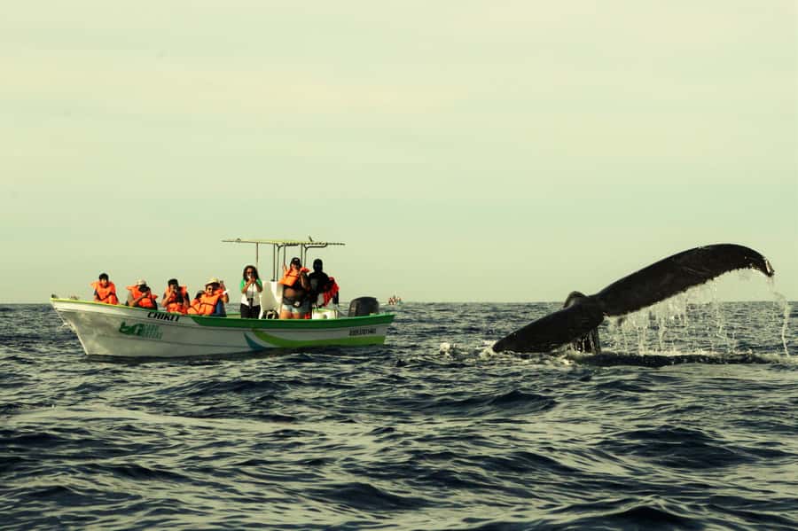 Cabo: Whale-Whatching Boat Trip w/ All-Women Crew and Photos - The Arch Comes First