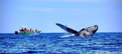 Cabo: Whale-Whatching Boat Trip w/ All-Women Crew and Photos