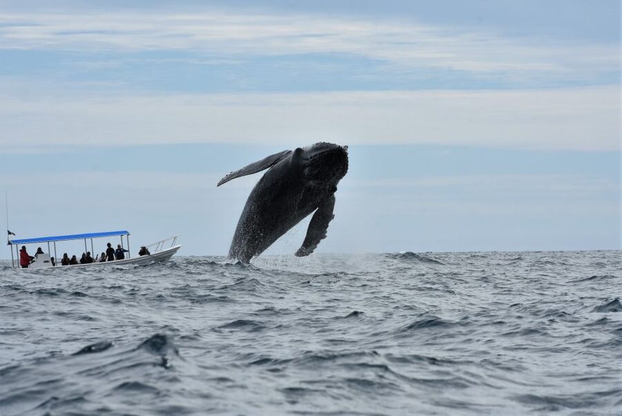 Cabo: Whale-Whatching Boat Trip w/ All-Women Crew and Photos - The Marine Biologist Makes the Difference