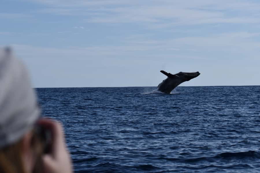 Cabo: Whale-Whatching Boat Trip w/ All-Women Crew and Photos - Hearing the Whales Through the Hydrophone