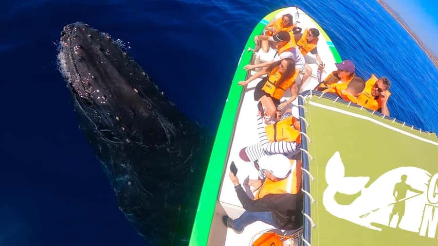 Cabo: Whale-Whatching Boat Trip w/ All-Women Crew and Photos - Photos Without the Phone Screen