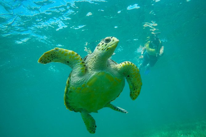 Cancun Adventure: Reef Snorkeling & Parasailing Experience - MUSA, Cancun’s underwater museum