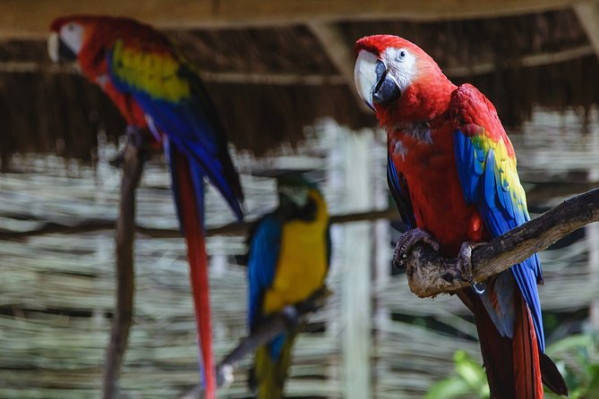 Cancun Extreme Zipline Canopy Tour - Safety, age limits, and physical demands