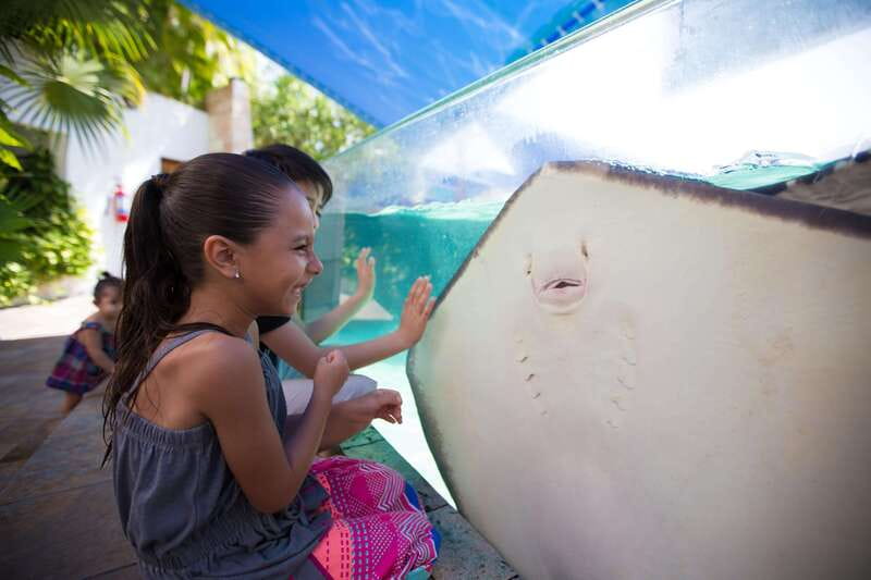 Cancún Interactive Aquarium Admission + Dolphin Presentation - Key points to know before you go