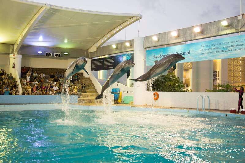Cancún Interactive Aquarium Admission + Dolphin Presentation - Seeing 1,195 specimens in the fish tank area