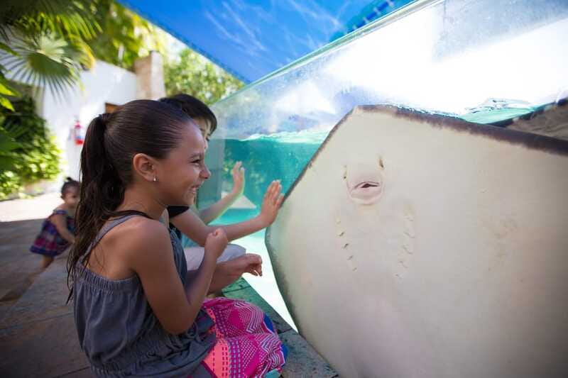 Cancún Interactive Aquarium Admission + Dolphin Presentation - Touch tanks with rays, starfish, and sea urchins