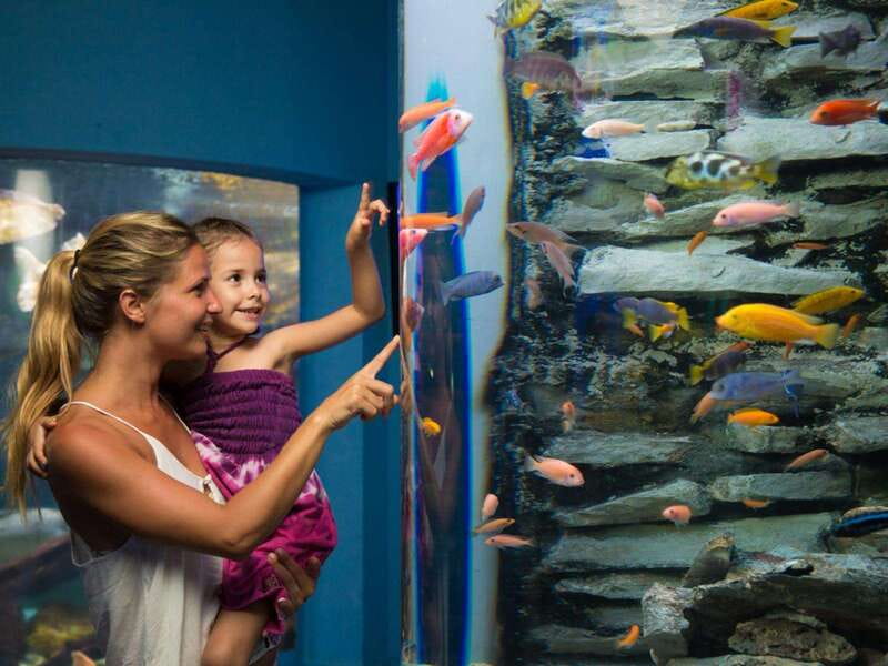 Cancún Interactive Aquarium Admission + Dolphin Presentation - Axolotls, iPad displays, and a change of pace