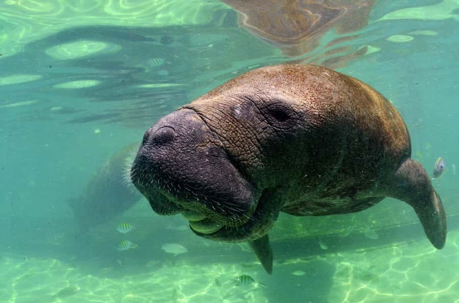 Cancún: Manatee Encounter on Isla Mujeres with Buffet Lunch - From Playa Langosta to Isla Mujeres at 9:00 AM