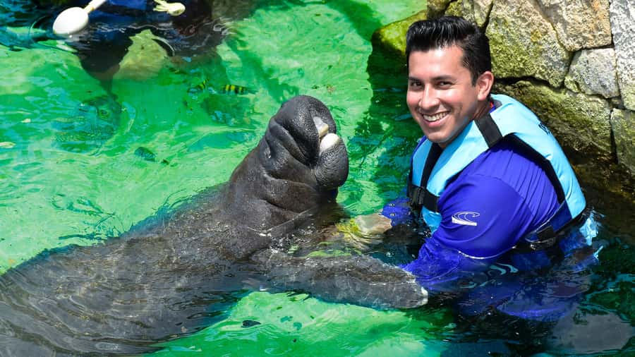Cancún: Manatee Encounter on Isla Mujeres with Buffet Lunch - Why the smaller manatee group can be better