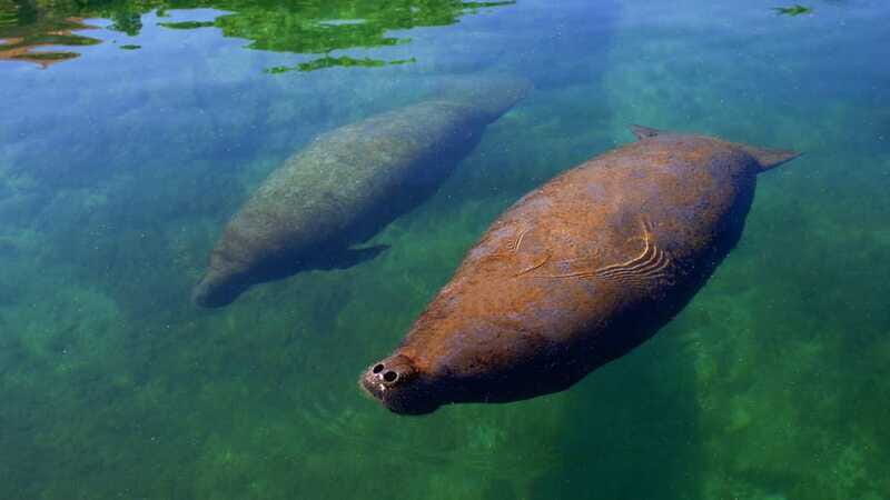 Cancún: Manatee Encounter on Isla Mujeres with Buffet Lunch - Should you book the Isla Mujeres manatee encounter?