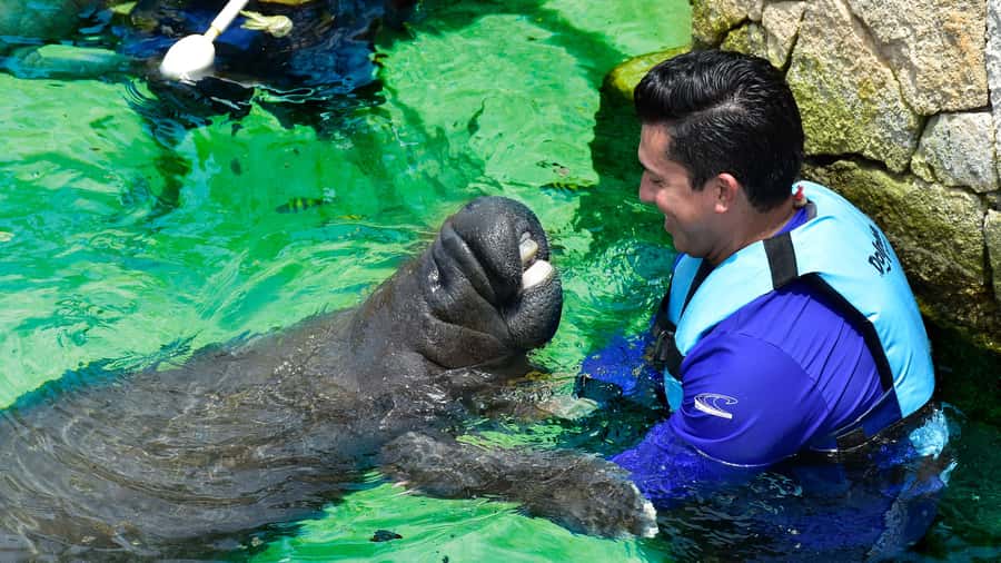 Cancún: Manatee Encounter on Isla Mujeres with Buffet Lunch - Meeting the manatees with an instructor