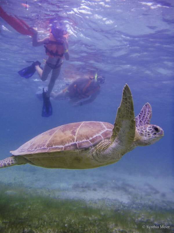 Cancun: Marine Turtle Observation in Akumal - Key points before you book
