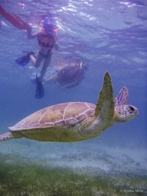 Cancun: Marine Turtle Observation in Akumal - What to pack for a smoother morning