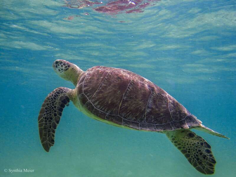 Cancun: Marine Turtle Observation in Akumal - Who will enjoy this excursion most?