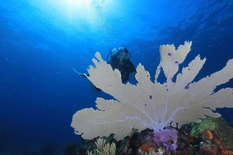 Cancun: Scuba Diving for Beginners, 2 Dives - Manchones Reef brings the marine life