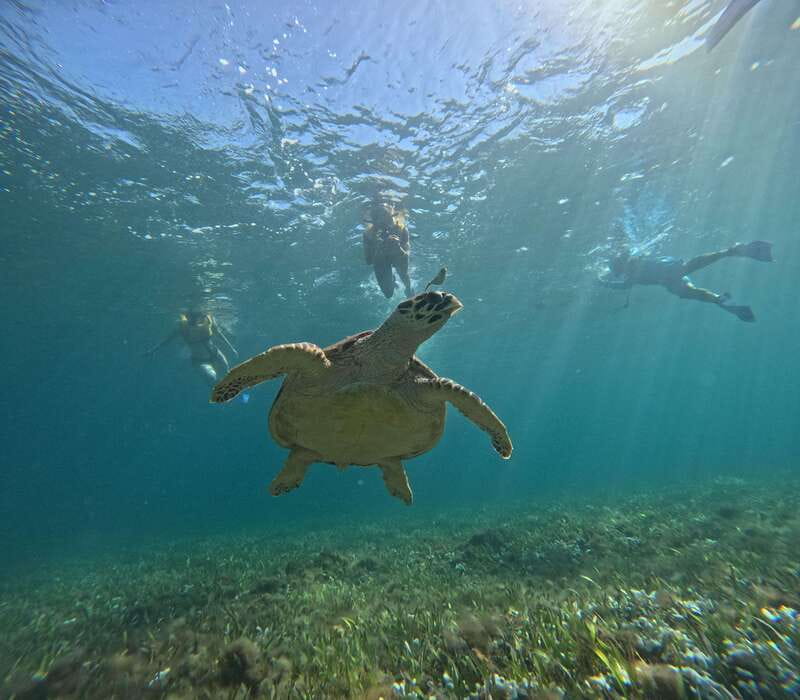 Cancun: Snorkeling Boat Tour with Gear - El Meco reef, shallow water and easy fish watching