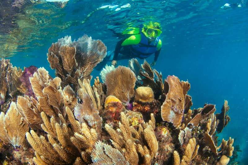 Cancun: Snorkeling Tour at MUSA The Underwater Museum - Manchones Reef brings the Caribbean wildlife