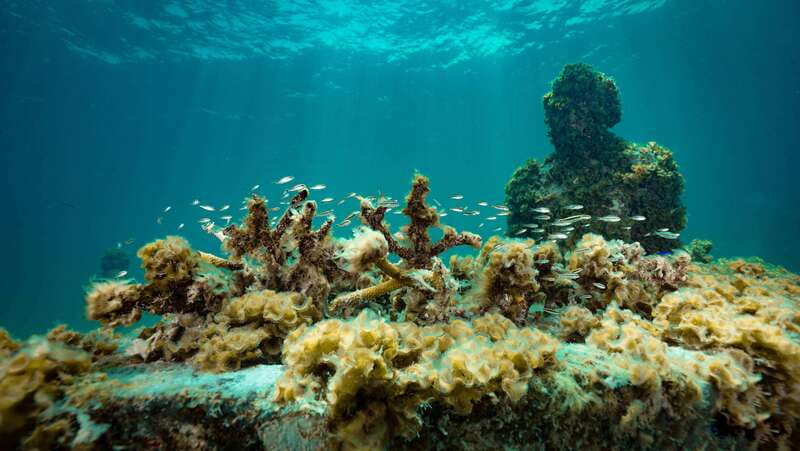 Cancun: Snorkeling Tour at MUSA The Underwater Museum - Who will enjoy this tour most?
