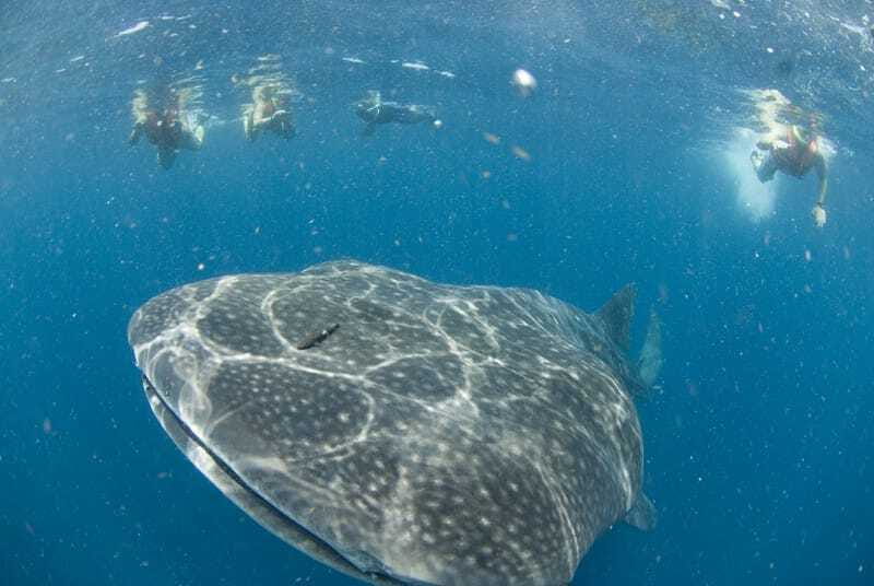Cancún: Swim with Whale Sharks - Why this Cancún whale shark trip is worth considering