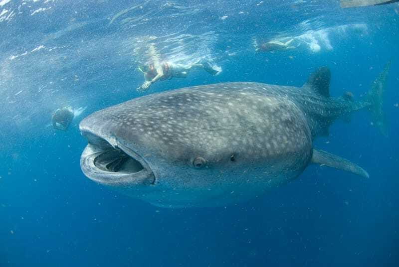 Cancún: Swim with Whale Sharks - The speedboat ride to the whale shark reserve