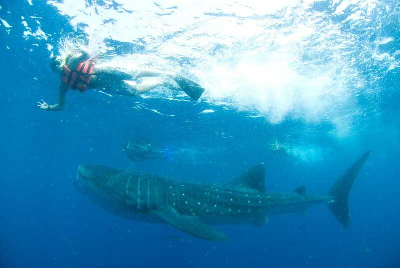 Cancún: Swim with Whale Sharks - Finding the whale sharks near Isla Contoy
