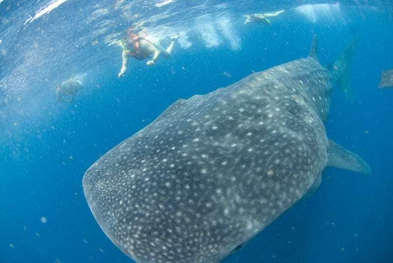 Cancún: Swim with Whale Sharks - Time, transport, and the real value of $160