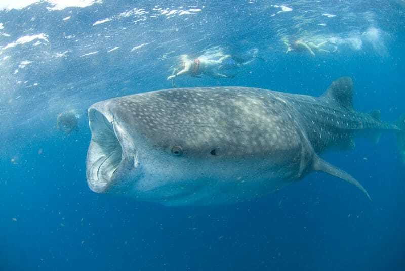 Cancún: Swim with Whale Sharks - Who should book this experience